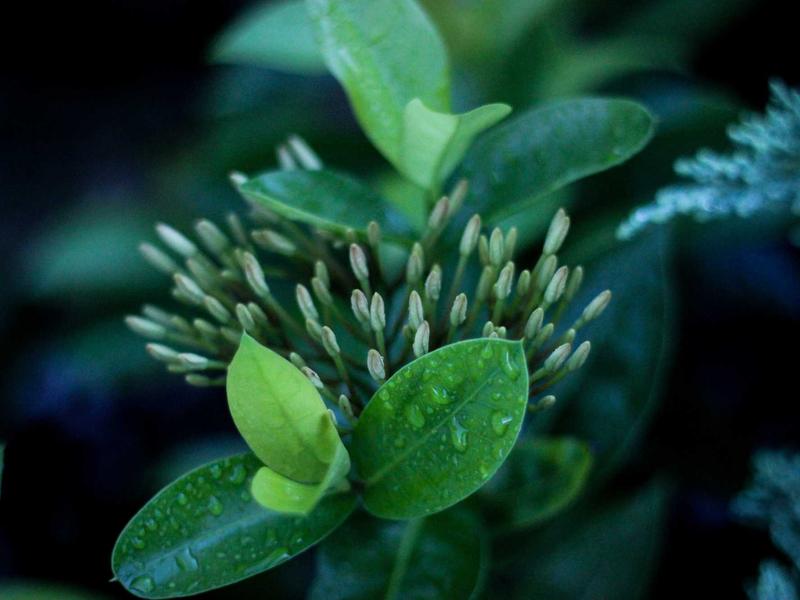 海上明月<br>gitbuvf.cn 天涯共此时节